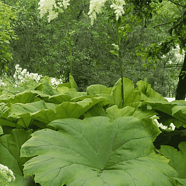 Астильбоидес пластинчатый