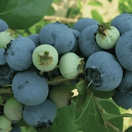 Голубика высокорослая Bluejay