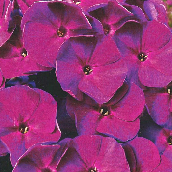 Флокс метельчатый Юник Олд Пепл ПАТИО НАБОР 2ШТ (1+1)