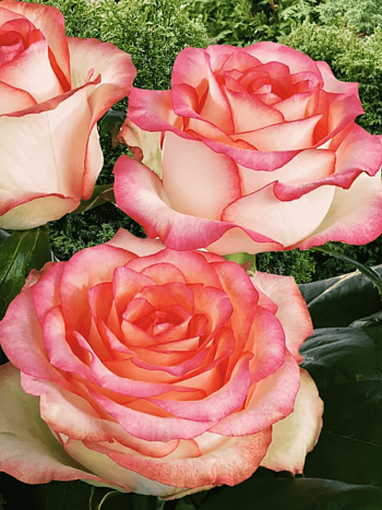 Роза чайно-гибридная Jumilia