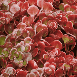 Очиток тетраклинум Coral Reef