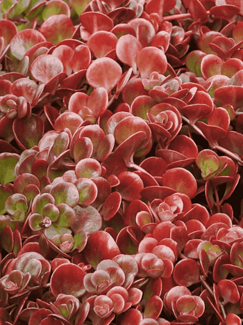 Очиток тетраклинум Coral Reef