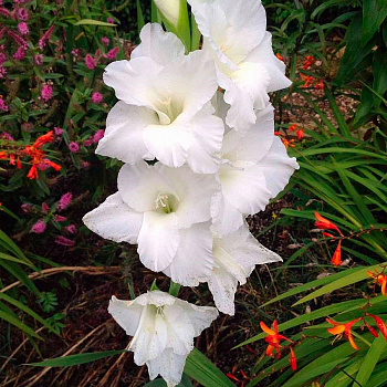 Гладиолус крупноцветковый Амстердам Гладиолус крупноцветковый Амстердам