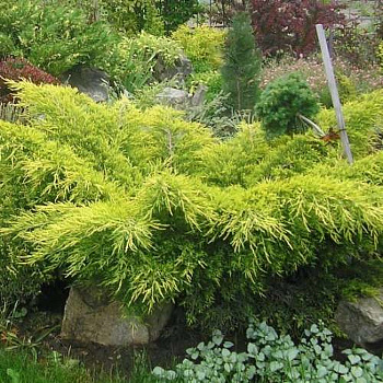 Можжевельник средний Пфитцериана Ауреа Можжевельник средний Пфитцериана Ауреа