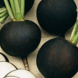 Редька Зимняя круглая черная Редька Зимняя круглая черная