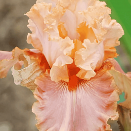 Ирис германский Apricot Silk