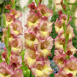 Гладиолус крупноцветковый Марракеш