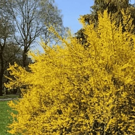 Форзиция промежуточная Courtalyn