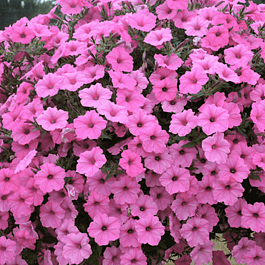 Петуния Littletunia Pink (Кашпо)