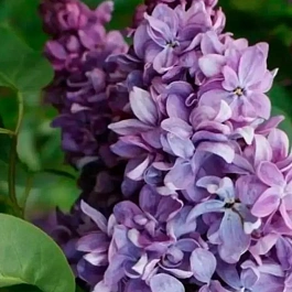 Сирень обыкновенная Маршал Ланн