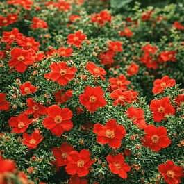 Лапчатка кустарниковая  Red Ace