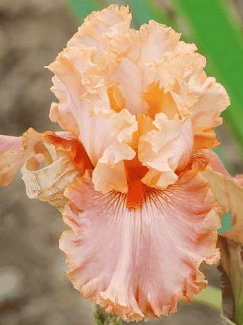 Ирис германский Apricot Silk