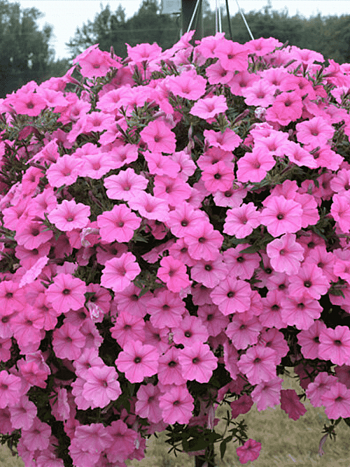 Петуния Littletunia Pink (Кашпо)