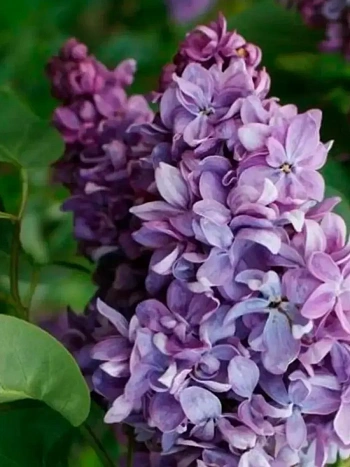 Сирень обыкновенная Маршал Ланн