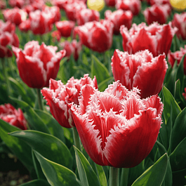 Тюльпан бахромчатый Canasta