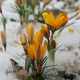 Крокус Королькова 