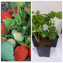 Земляника садовая Крымская ремонтантная НАБОР 3ШТ