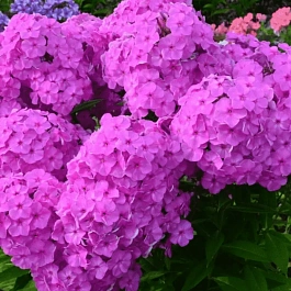 Флокс метельчатый Верный