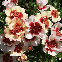 Роза гибридная Pastel Babylon