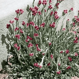 Антеннария двудомная Rubra