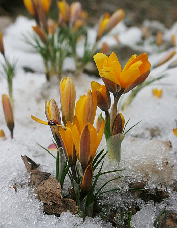 Крокус Королькова 