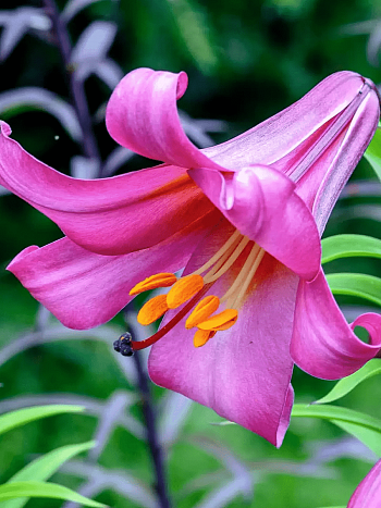 Лилия Pink Perfection