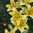 Лилия Yellow Electric
