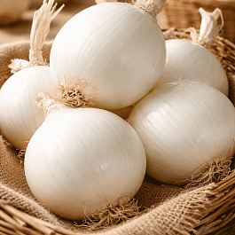 Лук-севок Стардаст Белый