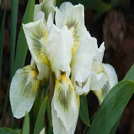 Ирис карликовый Green Spot