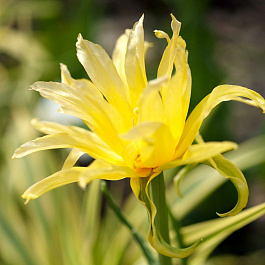 Тюльпан лилиецветный Йеллоу Спайдер НАБОР 2ШТ (7+7)