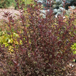 Пузыреплодник калинолистный Литл Дэвил Пузыреплодник калинолистный Литл Дэвил