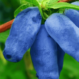 Жимолость плодовая Зойка