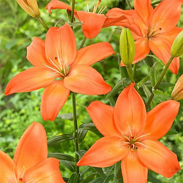Лилия азиатская Изи Лав