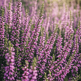 Вереск обыкновенный Liletta