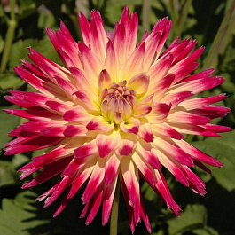 Георгина Полукактусовая Таити Санрайз Георгина Полукактусовая Таити Санрайз