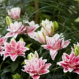 Лилия Roselily Olympia