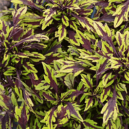 Колеус гибридный Flame Thrower Chili Chipotle