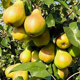 Груша плодовая Скороспелка из Мичуринска Груша плодовая Скороспелка из Мичуринска