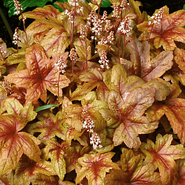 Гейхерелла Brass Lantern