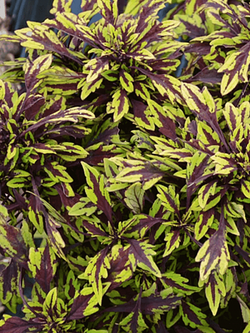 Колеус гибридный Flame Thrower Chili Chipotle