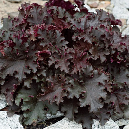 Гейхера гибридная Блэк Бьюти