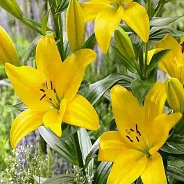 Лилия Yellow County