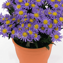 Астра Ново-бельгийская Magic Blue