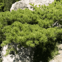 Сосна Банкса Schoodic