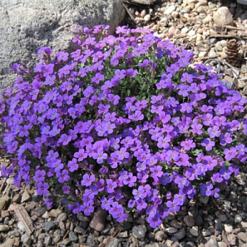 Обриета дельтовидная Блайе