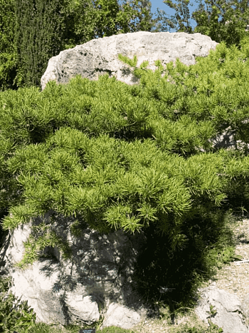 Сосна Банкса Schoodic