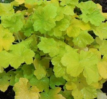 Гейхера гибридная Citronella