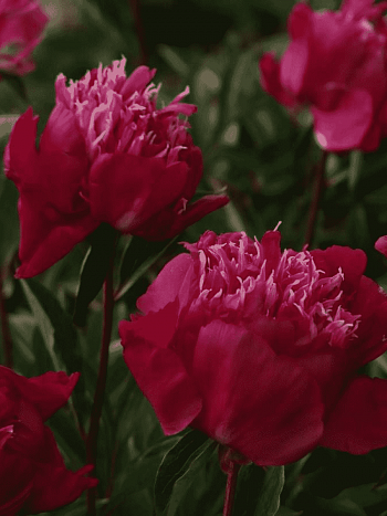 Пион Молочноцветковый Red Spider