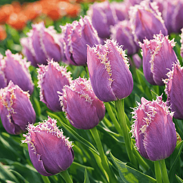 Тюльпан Cummins