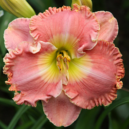 Лилейник гибридный Дивас Чойс НАБОР 2ШТ (1+1)